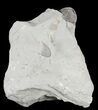 Bargain Enrolled Flexicalymene Trilobite - Ohio #47311-1